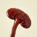 Reishi